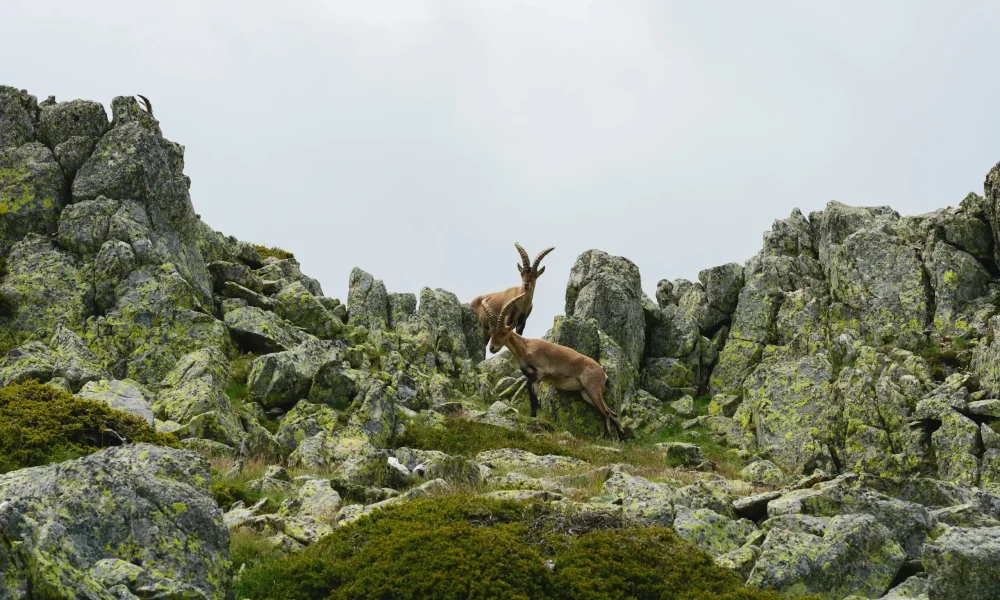 beautiful-shot-white-tailed-deer-rocky-mountains