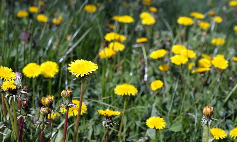 olympus-flowers